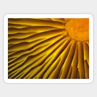 Mushroom gills under the microscope Sticker